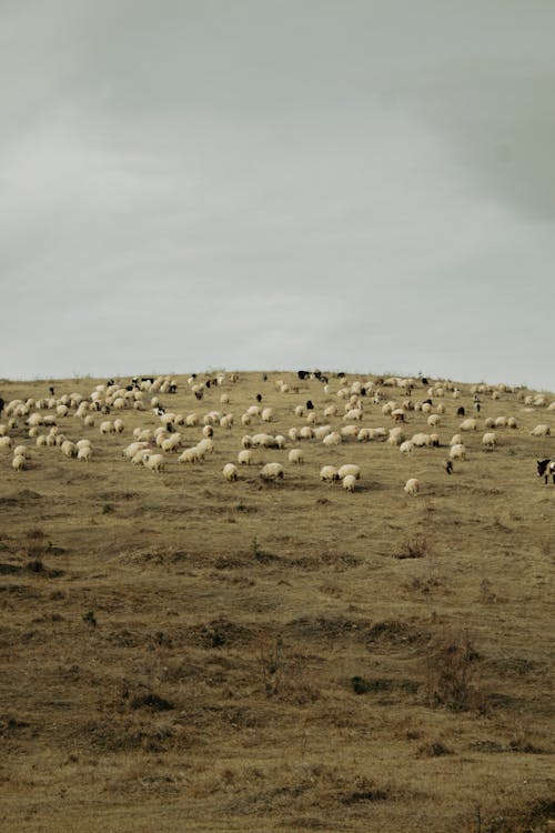 Gratis lagerfoto af bakke, besætning, får