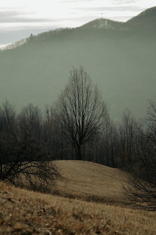 Fotos de stock gratuitas de árbol, colina, frío