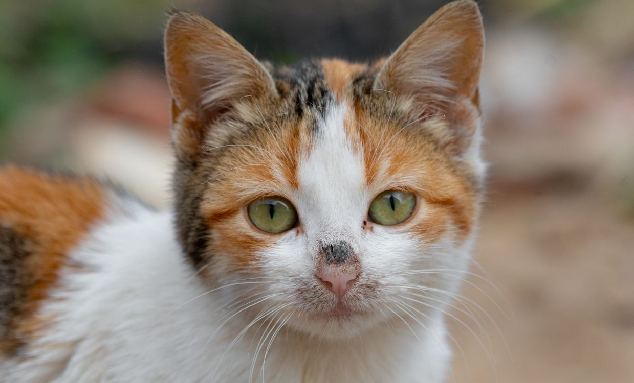 Head of Tri Colored Kitten · Free Stock Photo