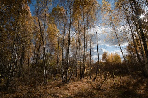 Free stock photo of autumn, blue, clouds