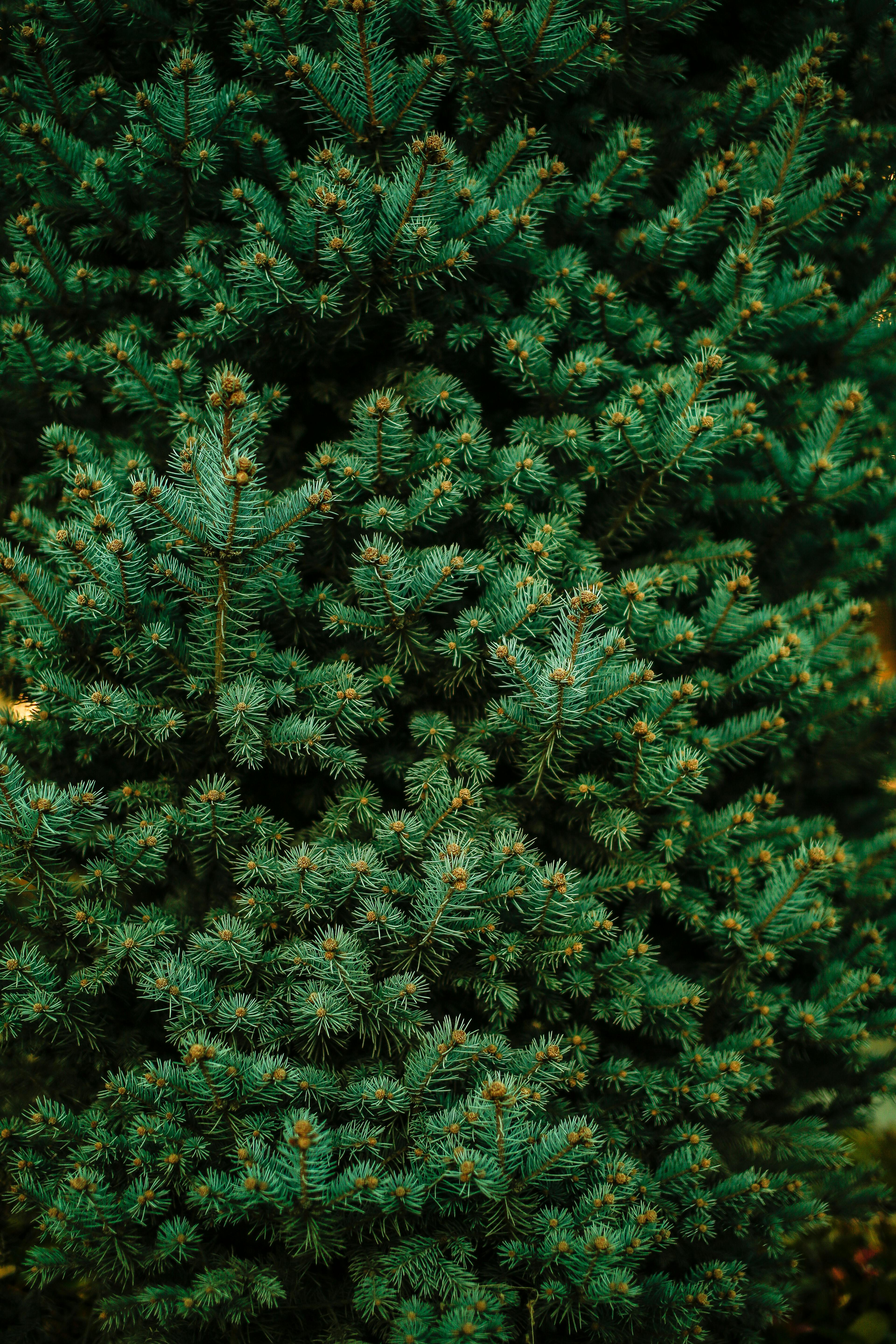 Close-up view of vibrant green pine tree branches with dense foliage, ideal for nature themes.