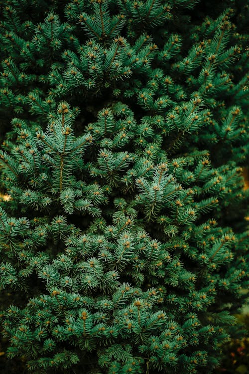 Fotos de stock gratuitas de acículas, árbol de Navidad, conífera