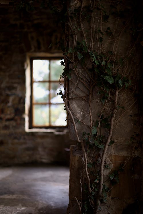 Foto profissional grátis de abandonado, aumentando, casa antiga