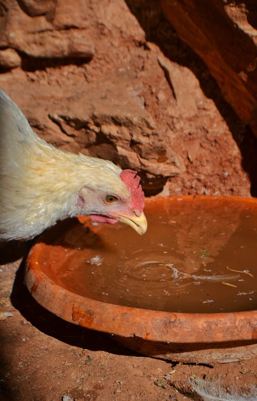 Foto stok gratis ayam, kandang ayam