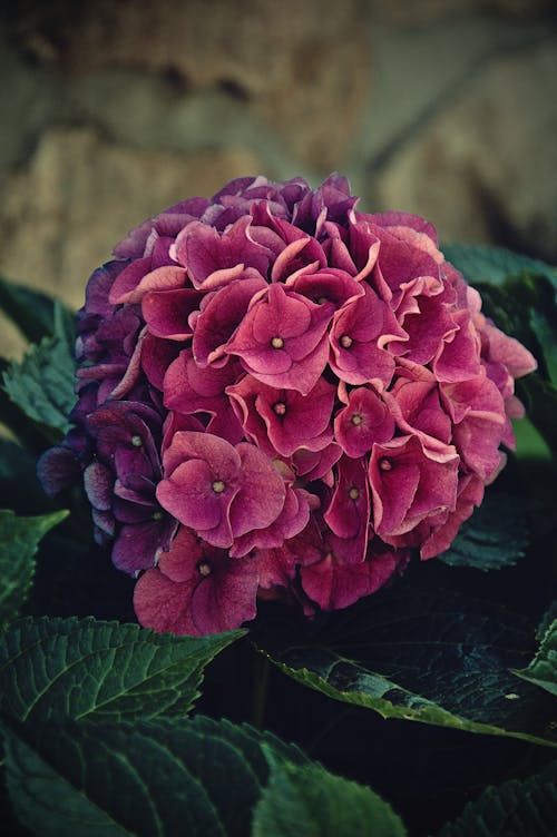 Безкоштовне стокове фото на тему «hortensia, квітка, милий»