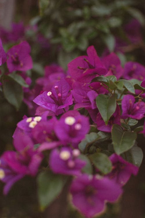 Gratis lagerfoto af blomstrende blomster, bougainvillea, bougainvilleas