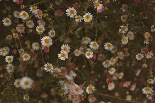 Blooming White and Purple Wild Daisies