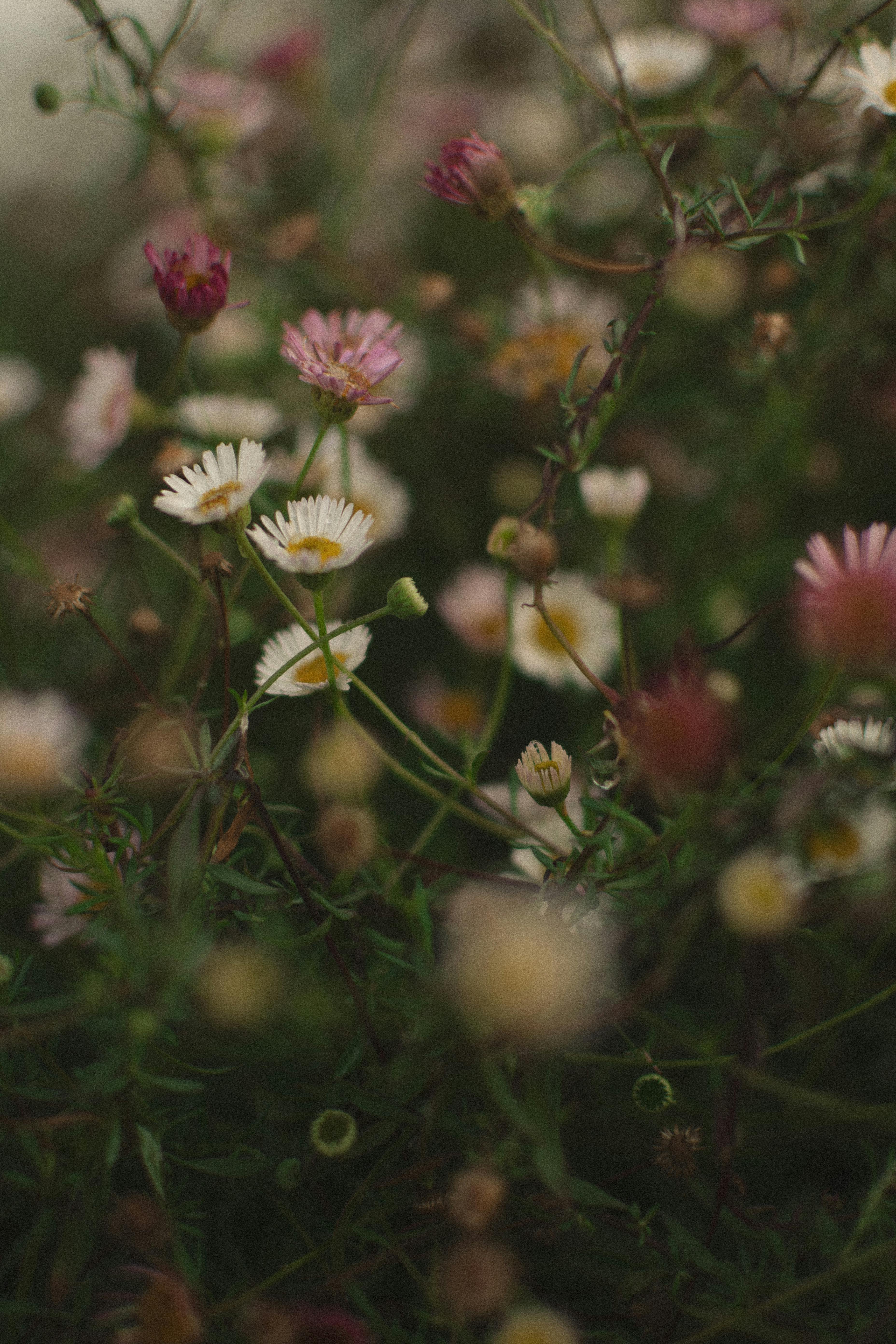 A close-up of delicate wildflowers in a meadow captures natural beauty with a soft bokeh effect.