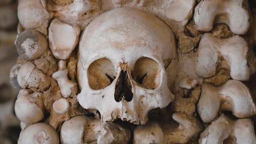Close up of a Skull