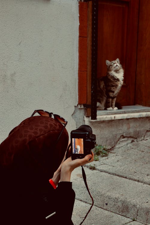 Woman with Camera Taking Pictures of Cat