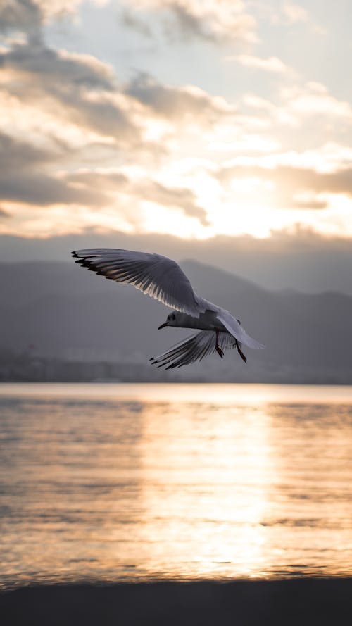 White Seagull in Flight over the Sea at Sunset