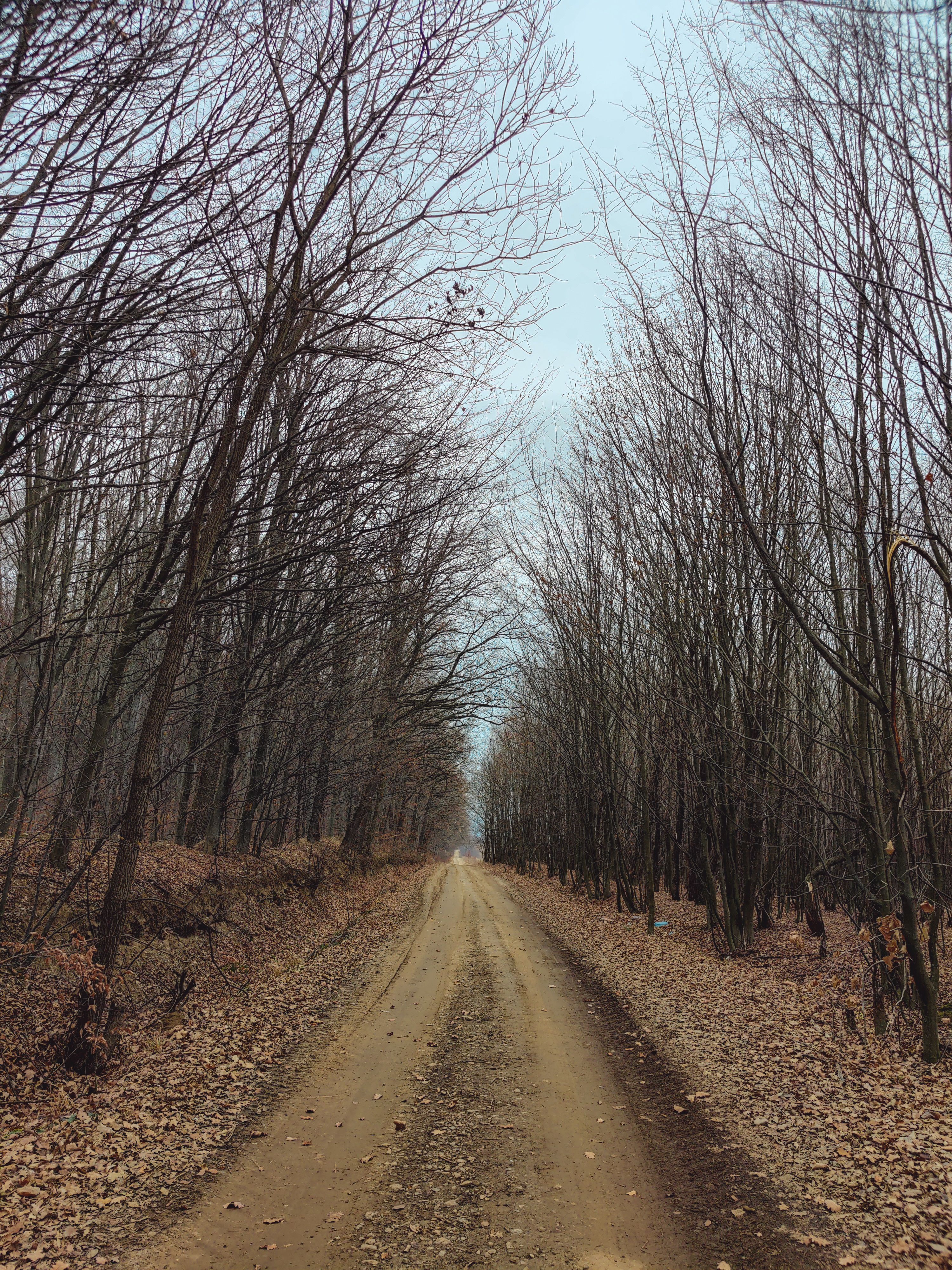 Bare Trees around Dirt Road in Forest in Autumn · Free Stock Photo