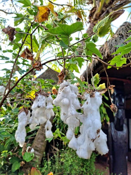 Cotton tree 