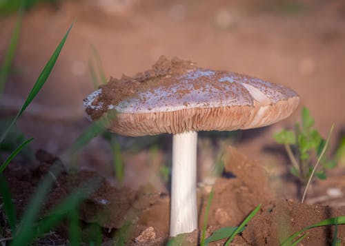 Darmowe zdjęcie z galerii z gleba, grzyb, natura