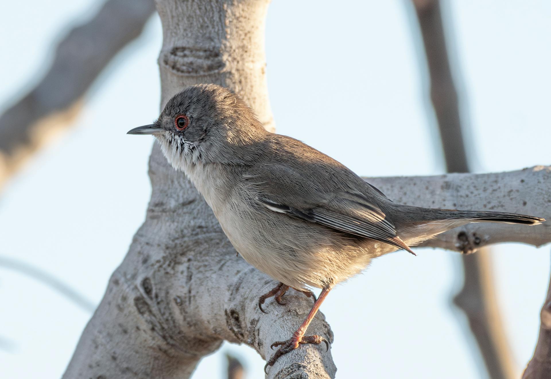 Close up of a Sardinian Warbler