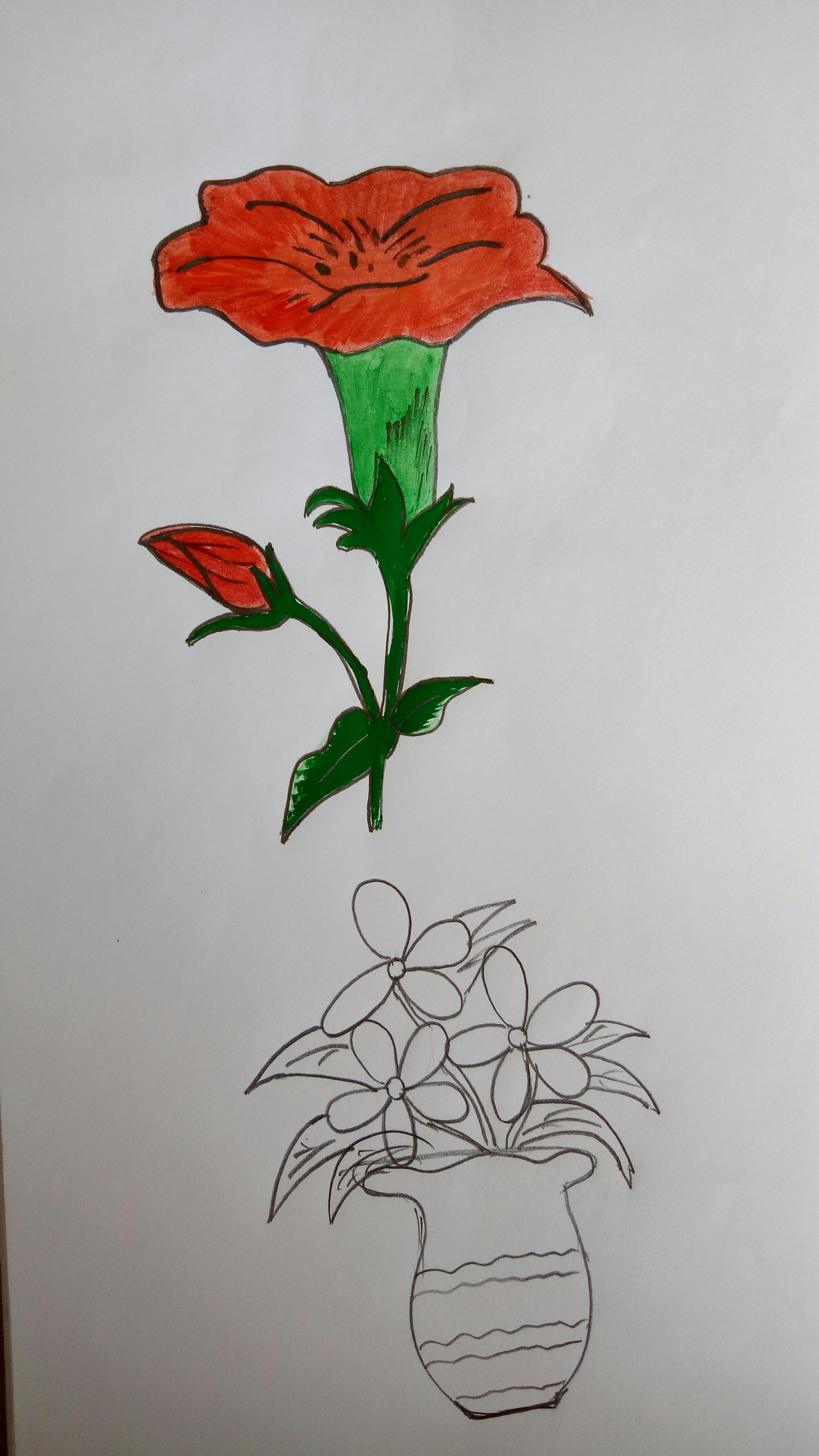 Gambar Bunga Sketsa Dan Warnanya - Gambar Bagian Tumbuhan