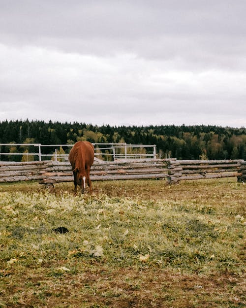 갈색 말, 농업, 농촌의의 무료 스톡 사진