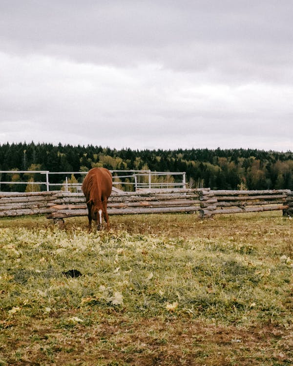 動物, 垂直拍攝, 棕色的馬 的 免費圖庫相片