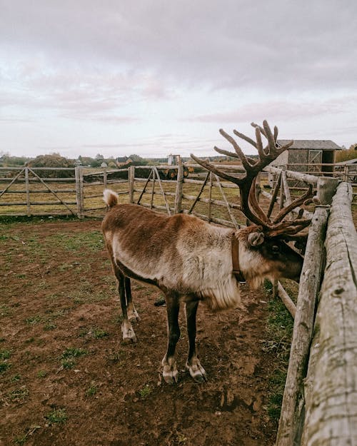 A Reindeer on a Pasture in the Countryside