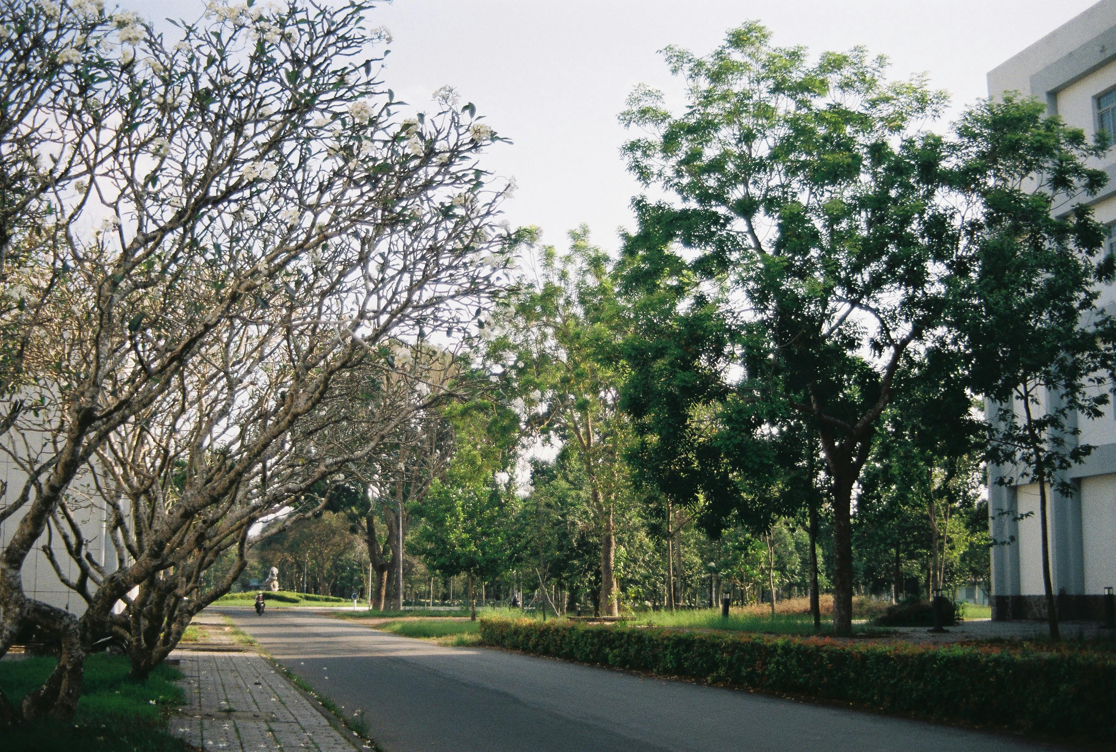 免費 人行道, 公園, 冷靜 的 免費圖庫相片 圖庫相片