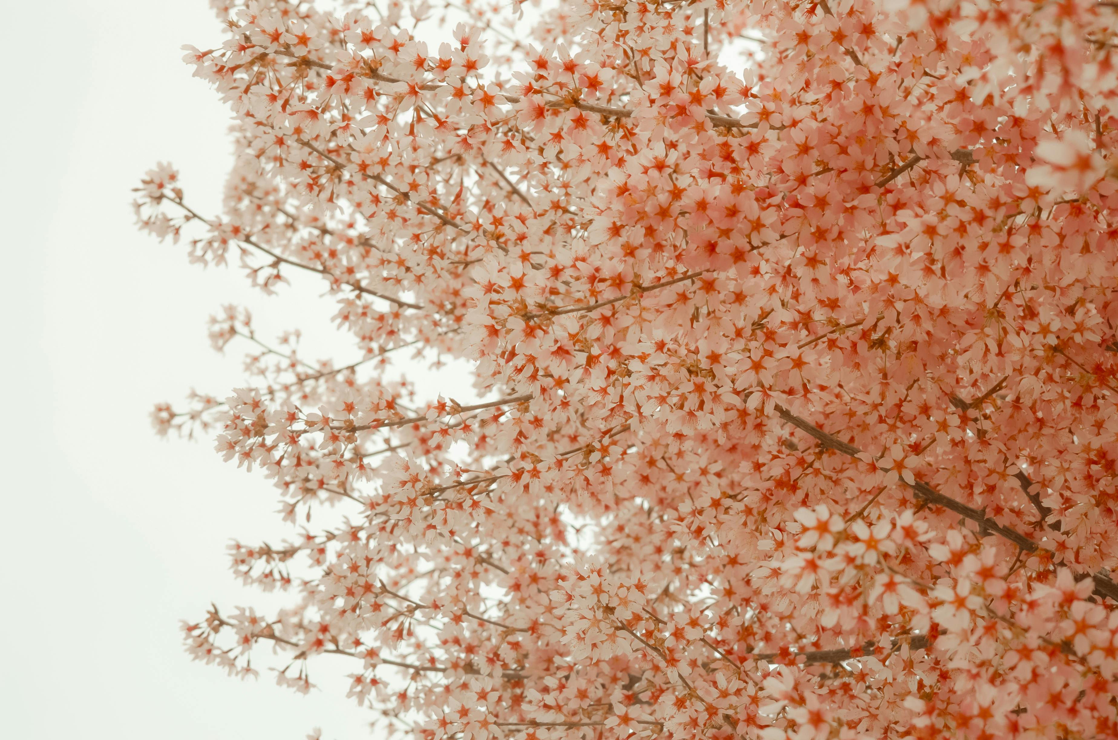 A stunning display of cherry blossoms with delicate pink petals in a serene, spring landscape.