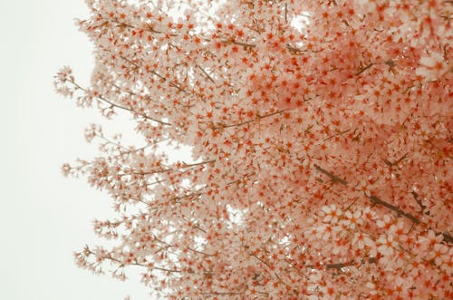Low Angle Shot of Cherry Blossom with Pink Flowers