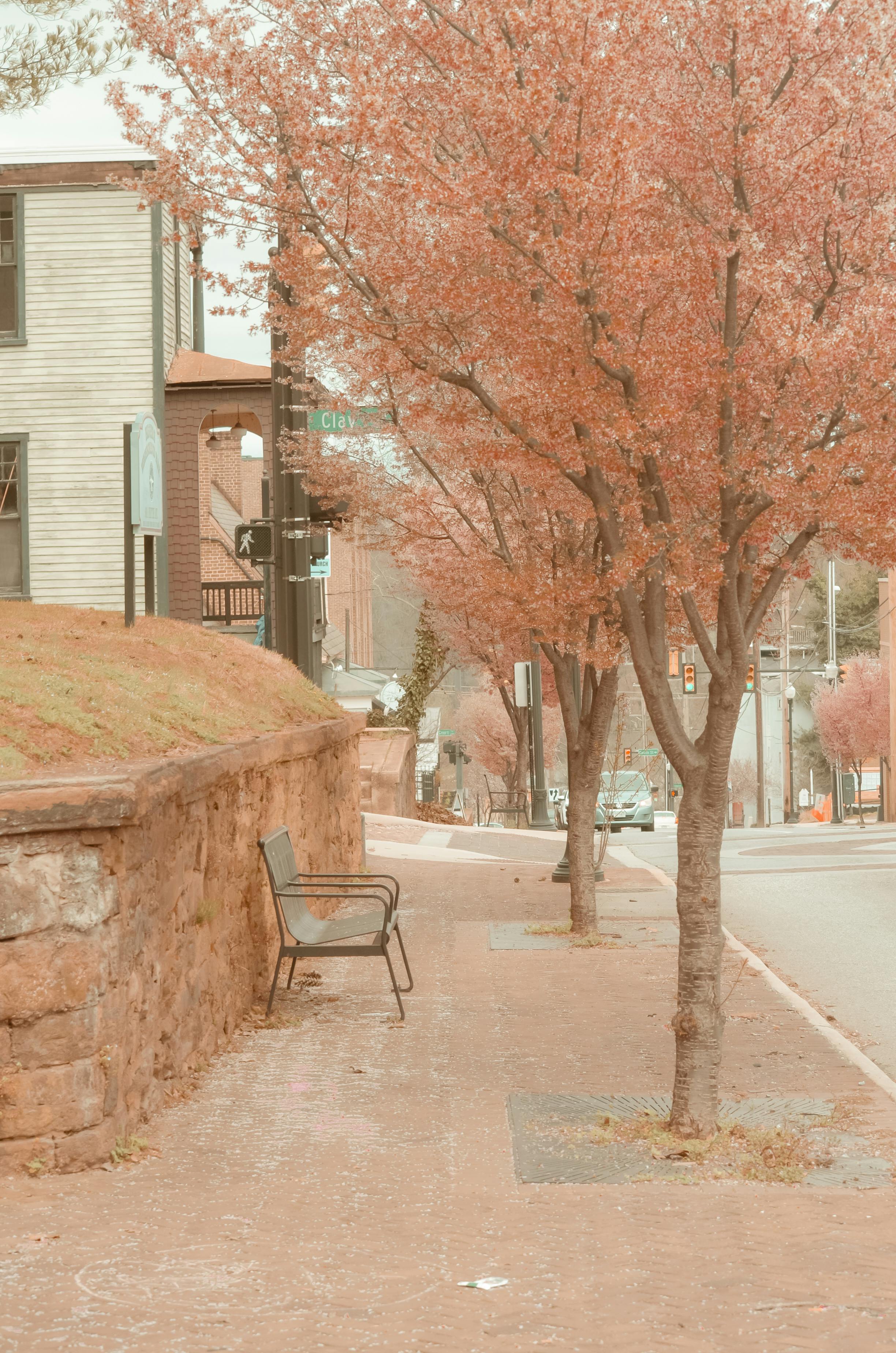 A serene urban street view during fall, with an empty bench and autumn trees lining the sidewalk.