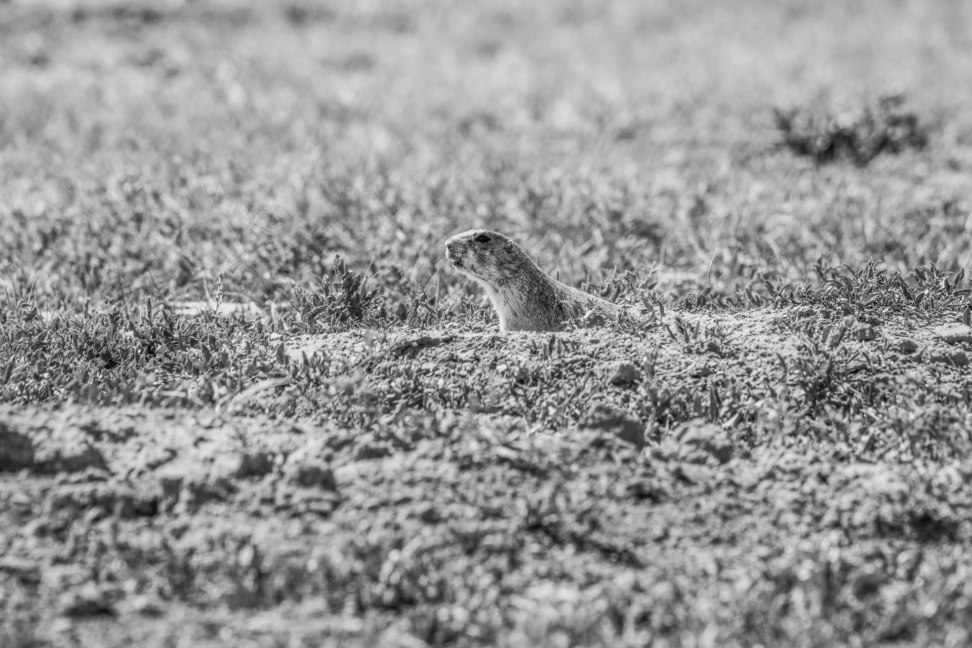 Close-up of a Prairie Dog on a Field