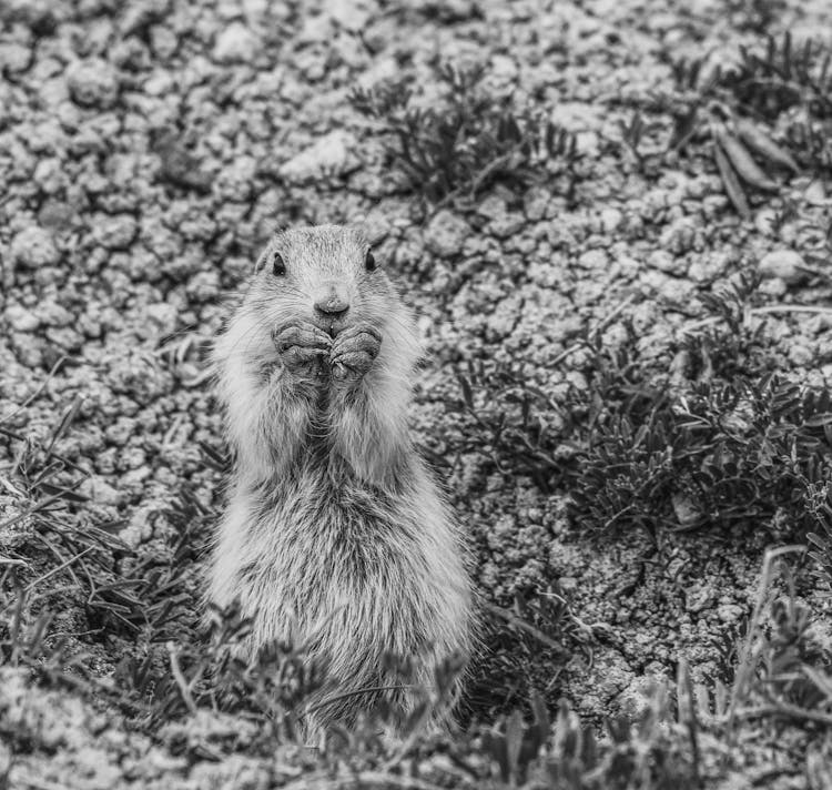 Squirrel In A Park In Black And White 