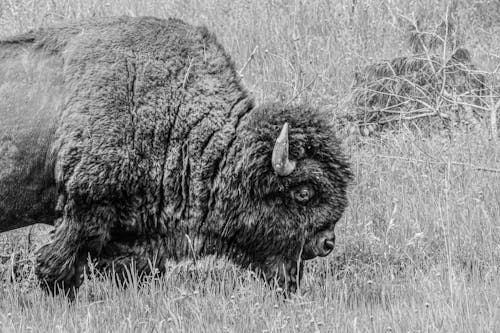 Fotos de stock gratuitas de bisonte, blanco y negro, campo
