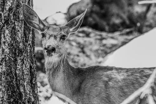 Close-up of a Deer Standing next to a Tree