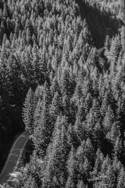 Aerial View of a Road in a Dense Forest 