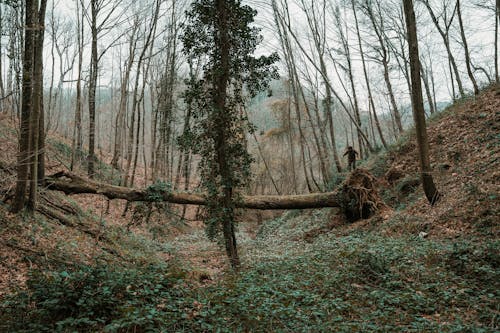 A Man Walking on a Fallen Tree in a Forest 