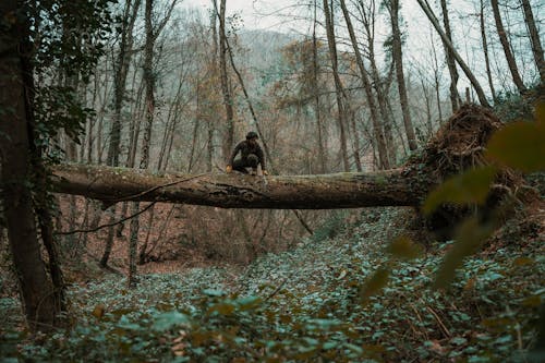 Man Sitting on a Log of a Fallen Tree in a Forest 