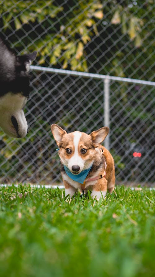 Puppy Dog on Grass