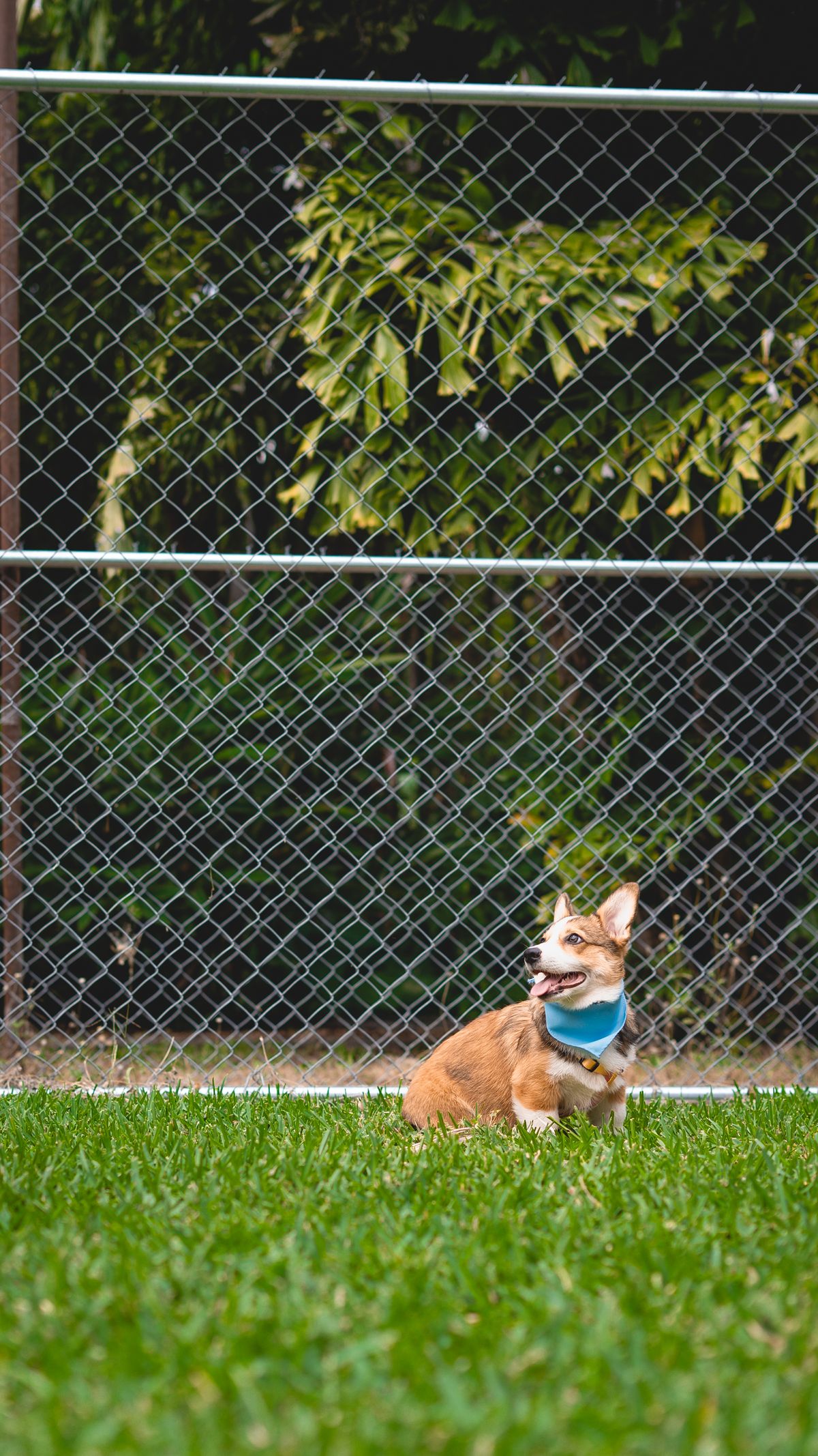 A closer look at Dogs Grazing On Fence Tops