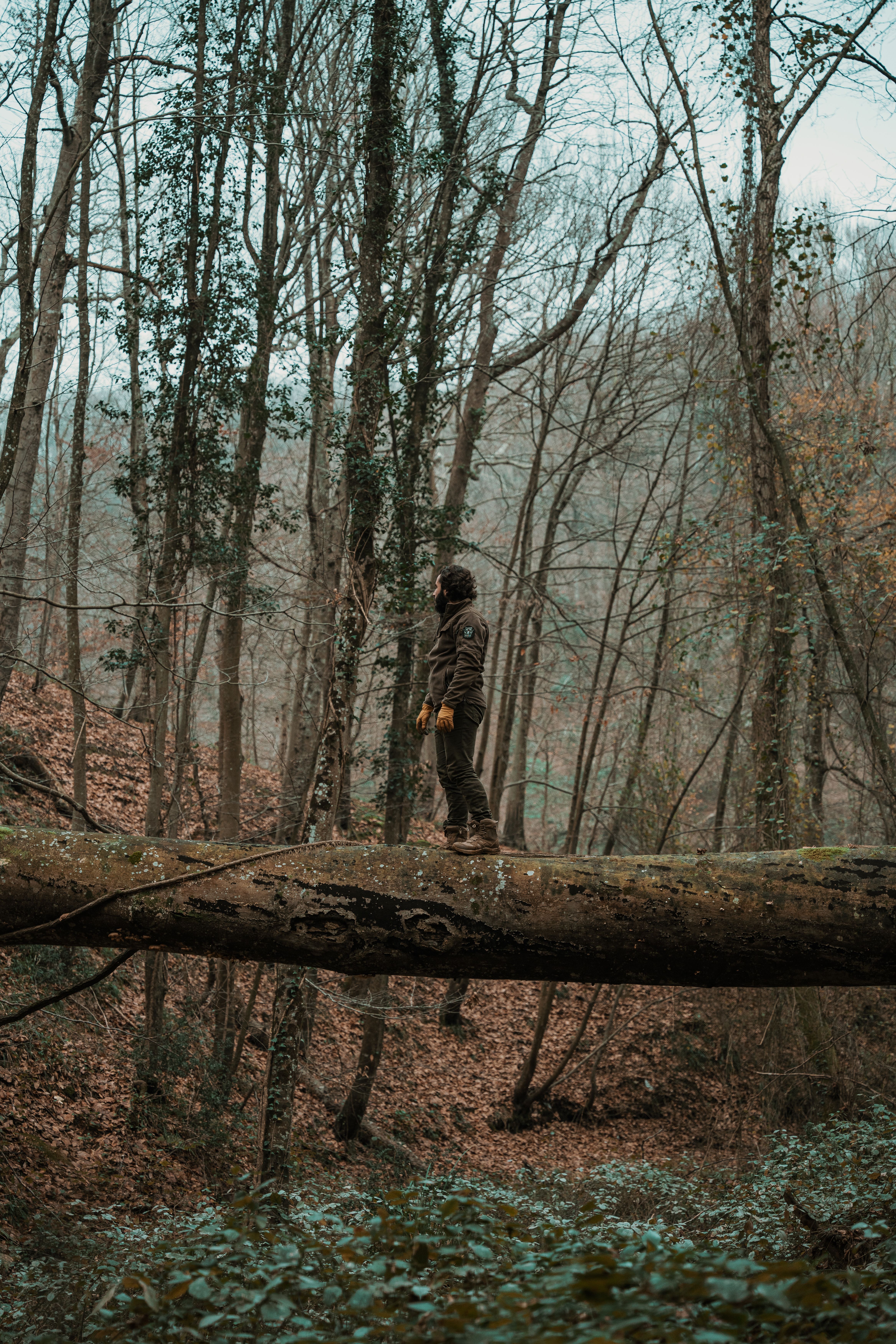 Man Standing on Toppled Tree in Forest · Free Stock Photo