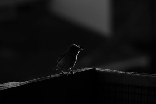 Small Bird in Black and White