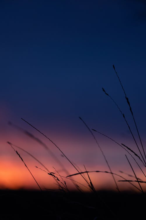 Thin Grasses at Dusk