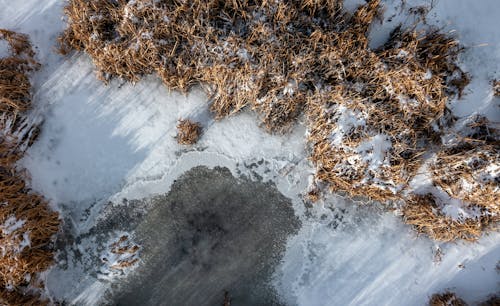 Top View of Frozen Water and Dry Shrubs Covered in Snow 