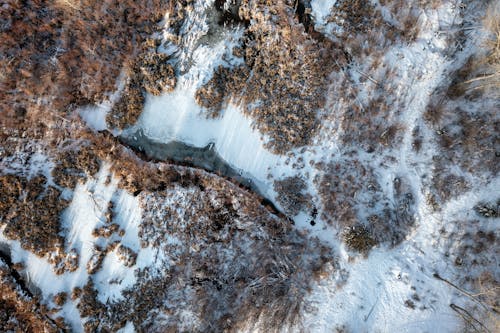 Kostenloses Stock Foto zu aufsicht, bäume, drohne erschossen