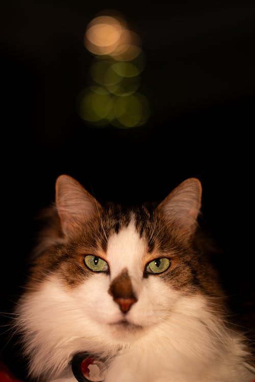 Portrait of Cat