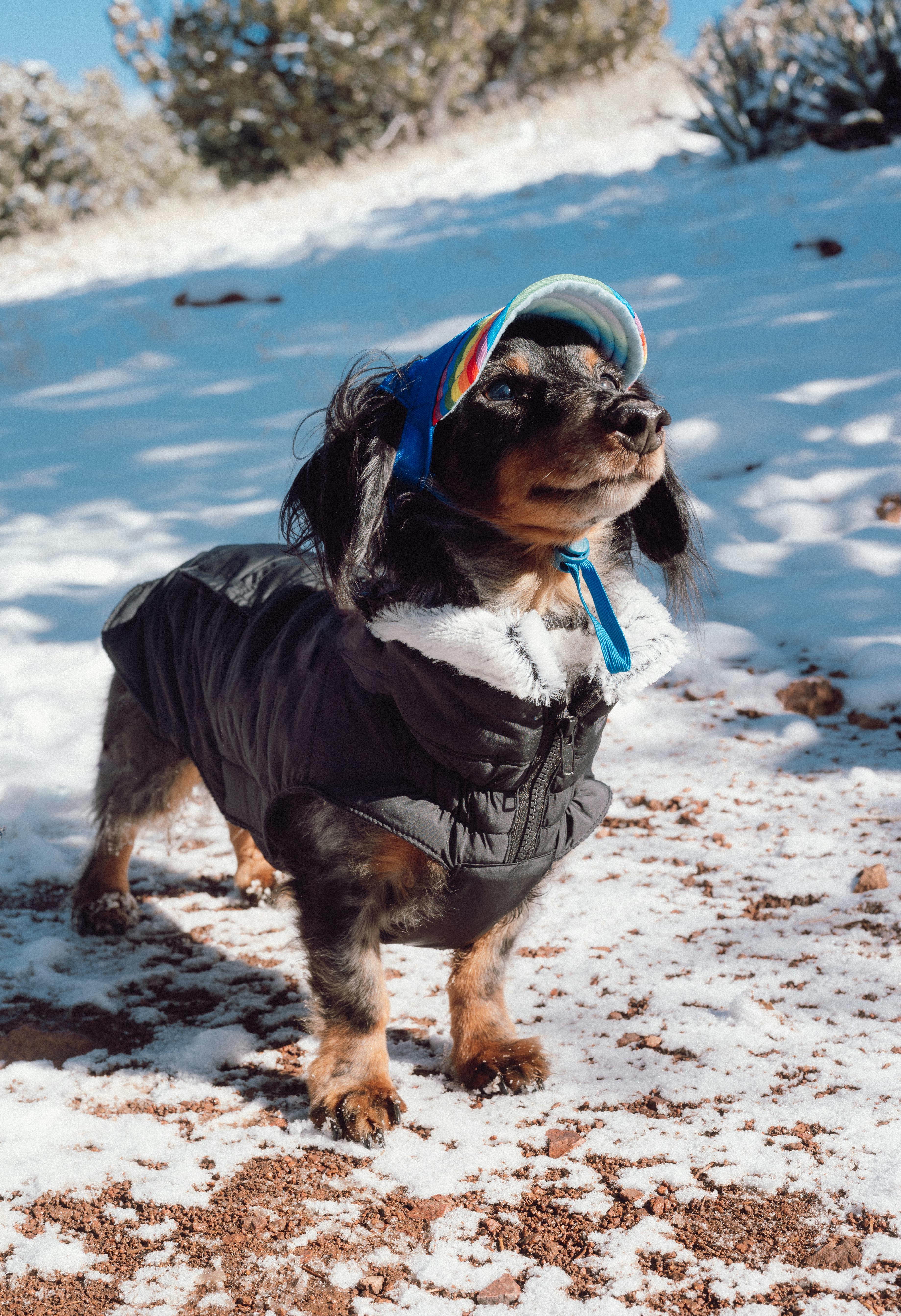 Dog in Jacket and Cap in Snow · Free Stock Photo