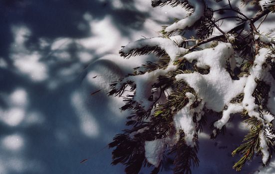 Close-up of evergreen branch with snow, casting shadows in winter sunlight.