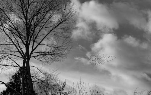 Birds Flying on Sky over Tree