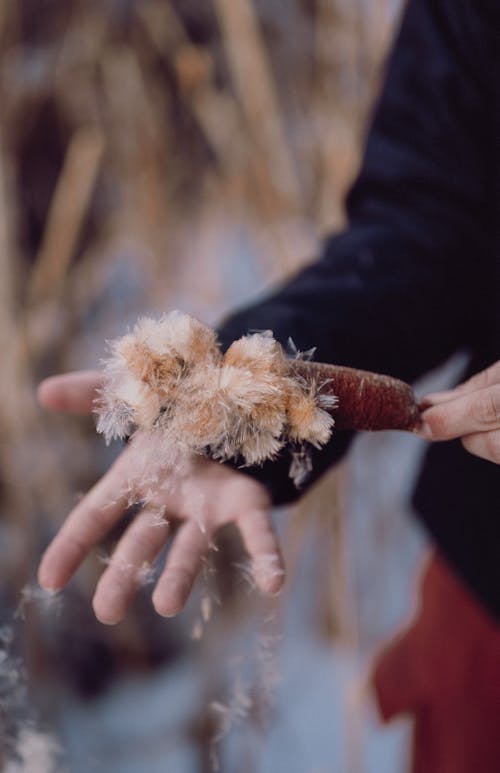 Fotobanka s bezplatnými fotkami na tému čerstvý, držanie, kvet