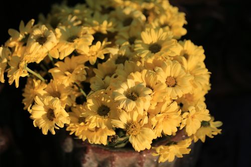 Free Beautiful close-up of a vibrant yellow chrysanthemum bouquet in natural lighting. Stock Photo