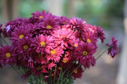 Free Close-up of a vibrant bouquet of purple chrysanthemums in full bloom outdoors. Stock Photo