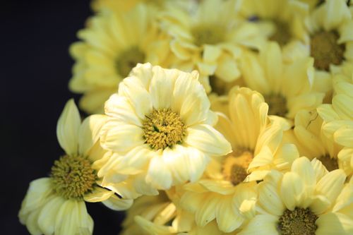 Free Close-up of bright yellow chrysanthemums highlighting nature's beauty. Stock Photo
