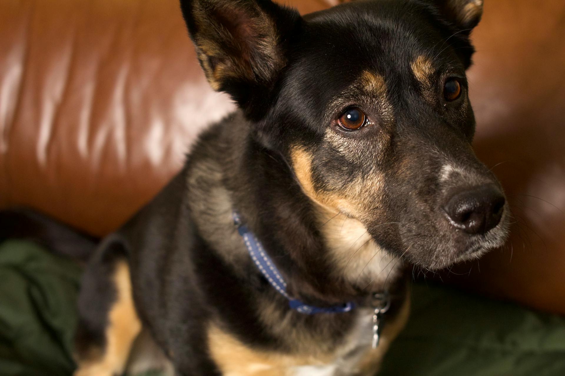 Honden van gemengde rassen